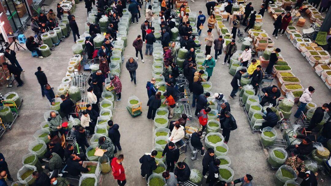 茶叶批发地的具体地点汇总,全国主要茶城地址一览